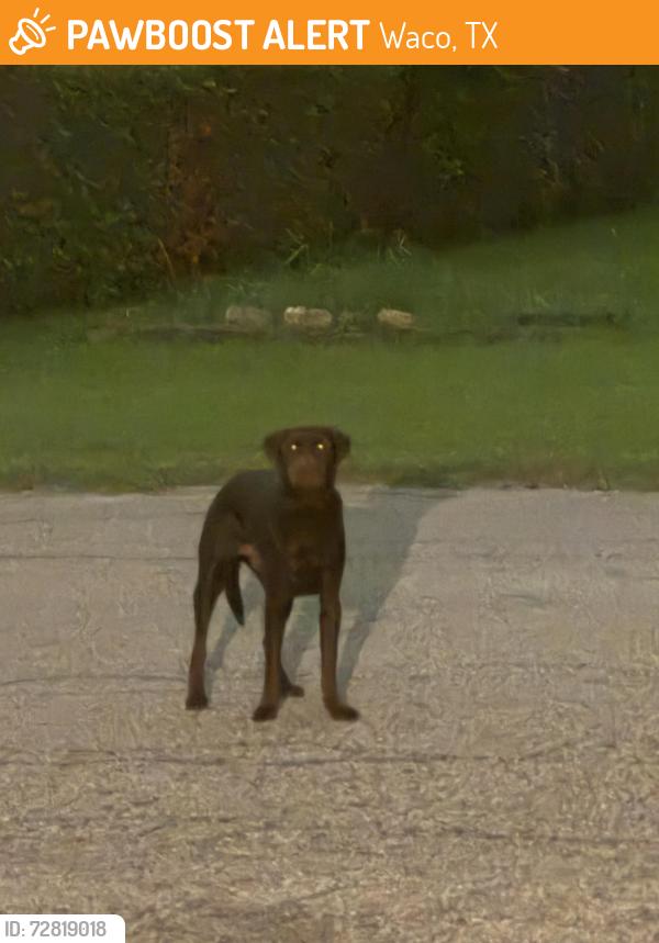 Found/Stray Unknown Dog last seen Near s 29, Waco, TX 76711