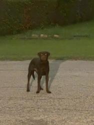 Found/Stray Unknown Dog last seen Near s 29, Waco, TX 76711