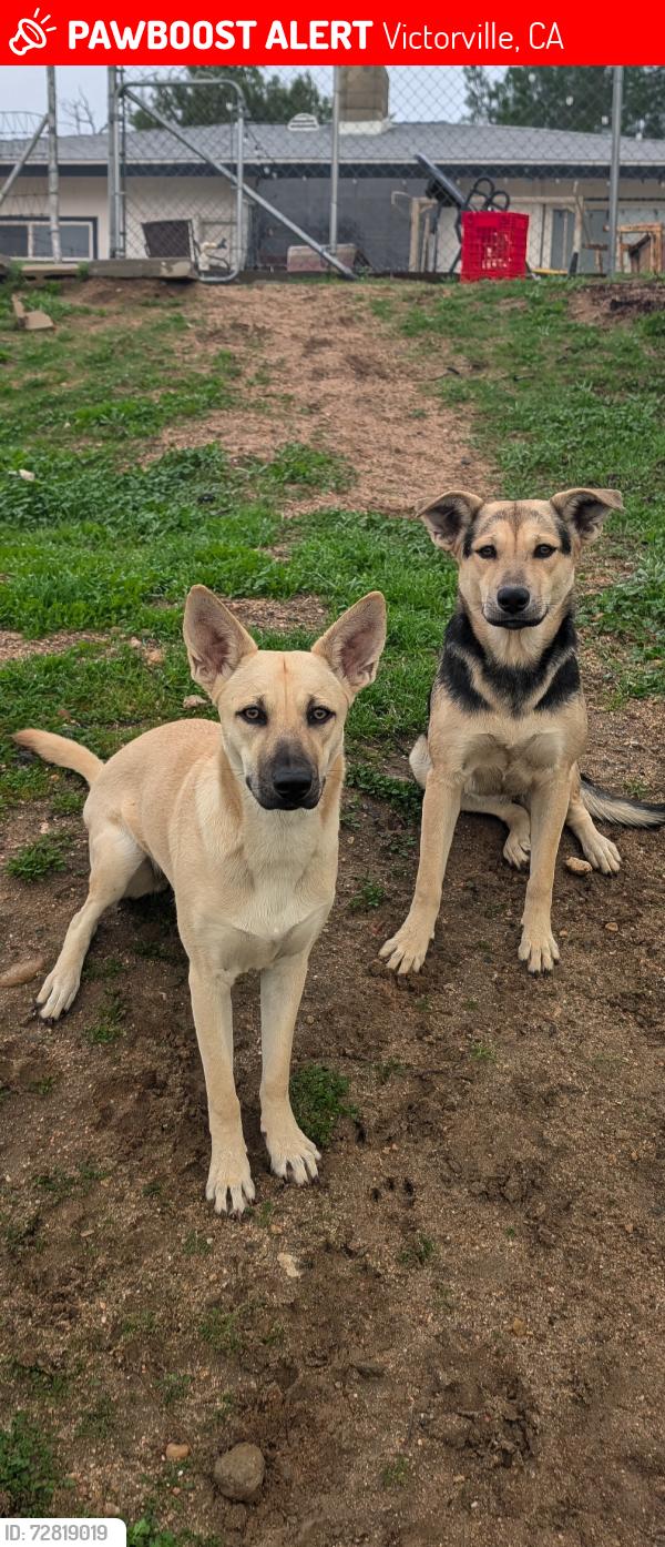 Lost Female Dog last seen Victor valley college , Victorville, CA 92395