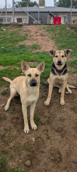 Lost Female Dog last seen Victor valley college , Victorville, CA 92395