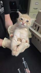 Shelter Stray Male Cat last seen Bexar County, New Braunfels, TX 78130