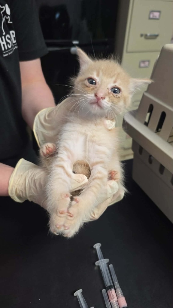 Shelter Stray Male Cat last seen Bexar County, New Braunfels, TX 78130