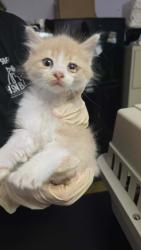 Shelter Stray Male Cat last seen Bexar County, New Braunfels, TX 78130