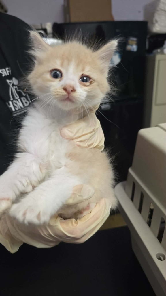 Shelter Stray Male Cat last seen Bexar County, New Braunfels, TX 78130