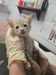 Shelter Stray Male Cat last seen Bexar County, New Braunfels, TX 78130