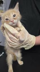 Shelter Stray Female Cat last seen Bexar County, New Braunfels, TX 78130