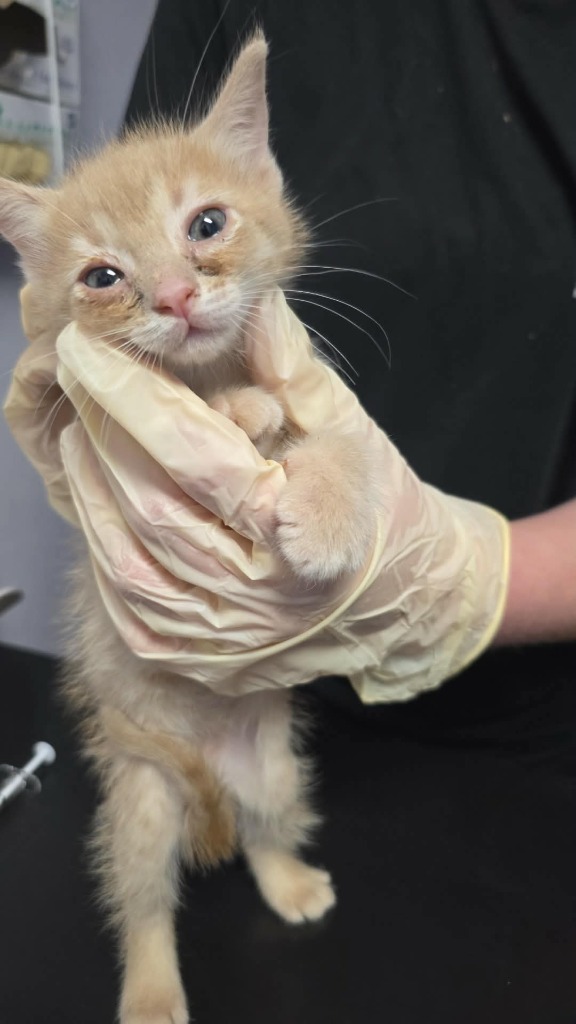 Shelter Stray Female Cat last seen Bexar County, New Braunfels, TX 78130
