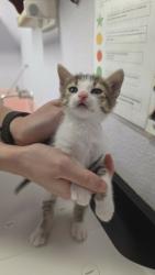 Shelter Stray Female Cat last seen Bexar County, New Braunfels, TX 78130