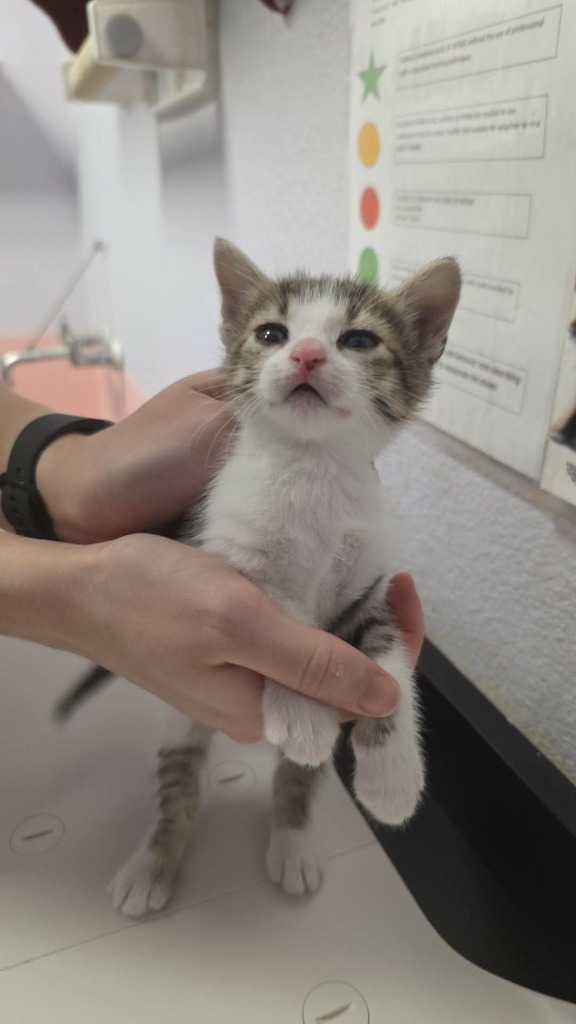 Shelter Stray Female Cat last seen Bexar County, New Braunfels, TX 78130