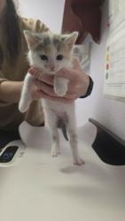 Shelter Stray Female Cat last seen Bexar County, New Braunfels, TX 78130