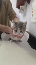 Shelter Stray Female Cat last seen Bexar County, New Braunfels, TX 78130