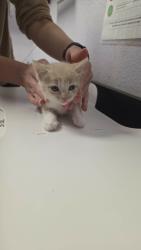 Shelter Stray Female Cat last seen Bexar County, New Braunfels, TX 78130