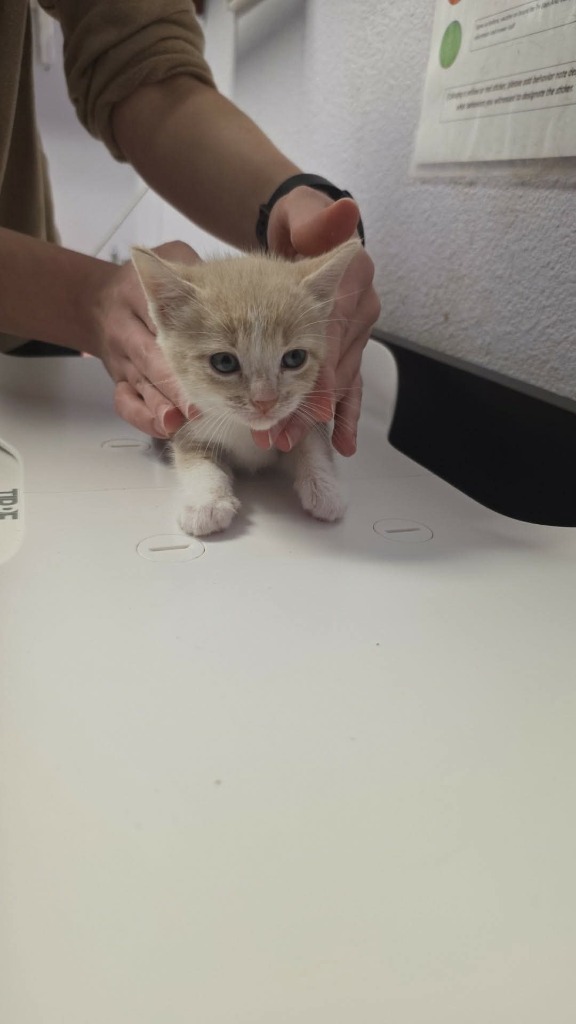 Shelter Stray Female Cat last seen Bexar County, New Braunfels, TX 78130