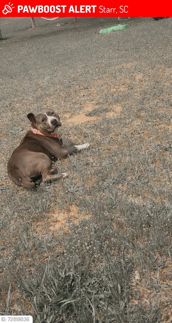 Lost Female Dog last seen Goes by the nick name of itty bitty, Starr, SC 29684