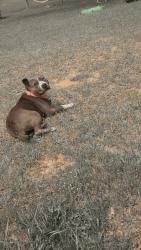 Lost Female Dog last seen Goes by the nick name of itty bitty, Starr, SC 29684