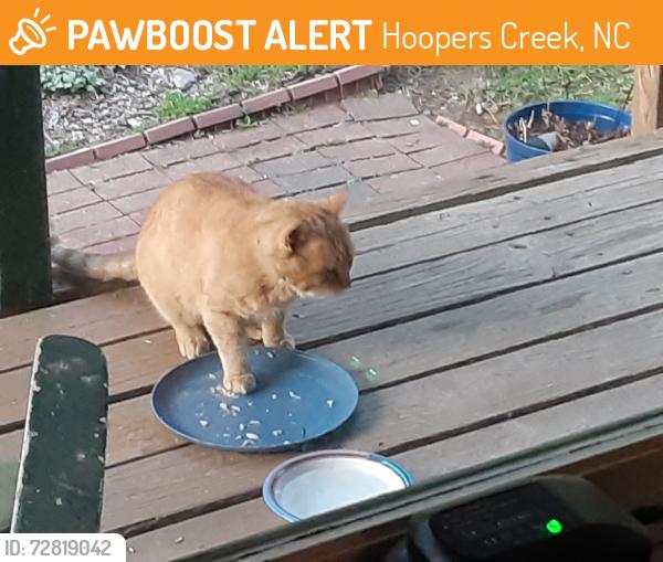 Found/Stray Unknown Cat last seen Lindsey Loop, Hoopers Creek, NC 28732