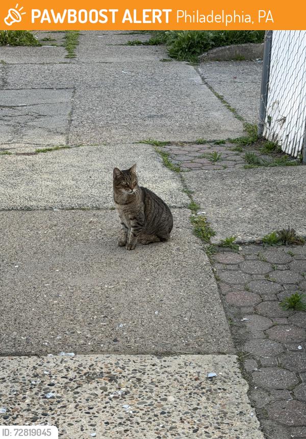 Found/Stray Unknown Cat last seen It’s always hanging in the McDonald’s and Four Seasons Diner parking lot by Revere St, Philadelphia, PA 19152