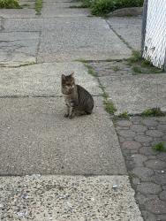 Found/Stray Unknown Cat last seen It’s always hanging in the McDonald’s and Four Seasons Diner parking lot by Revere St, Philadelphia, PA 19152
