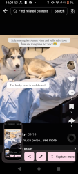 Lost Female Dog last seen 6th Street , San Francisco, CA 94111
