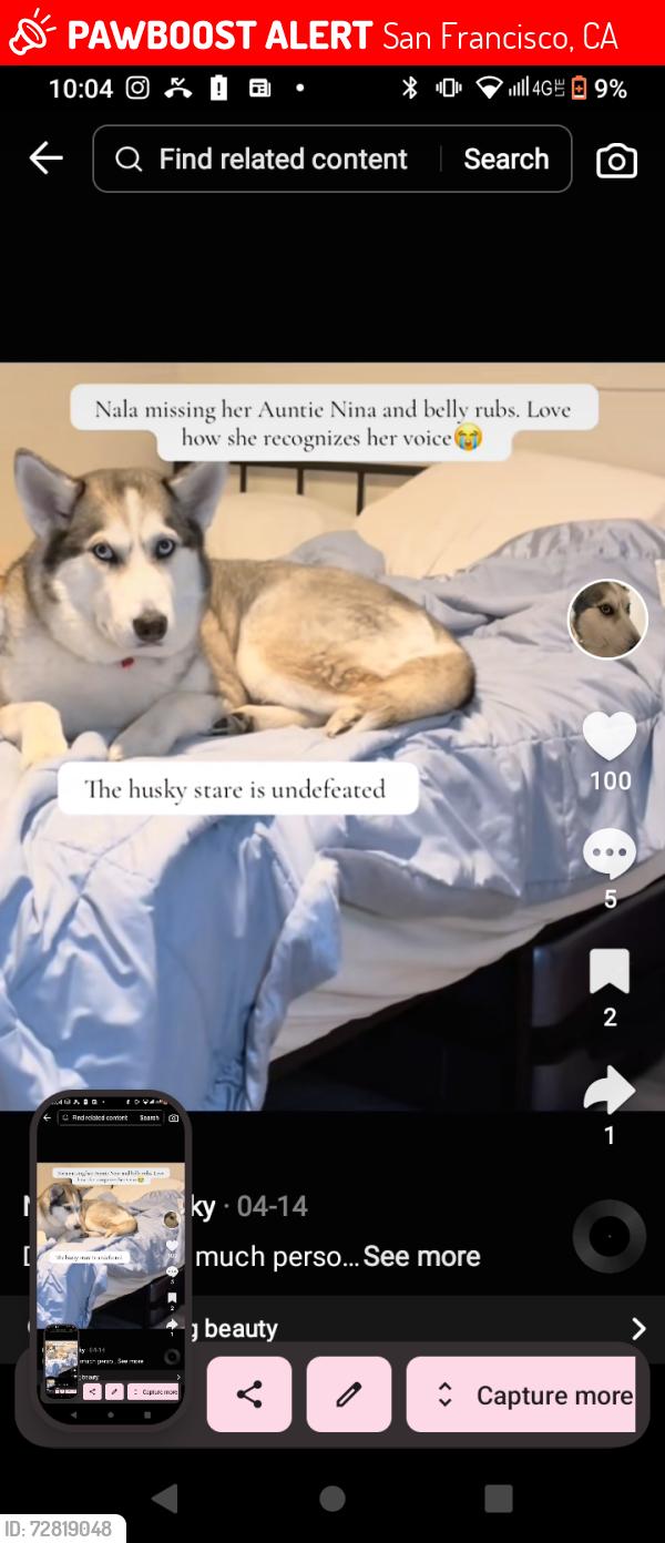 Lost Female Dog last seen 6th Street , San Francisco, CA 94111