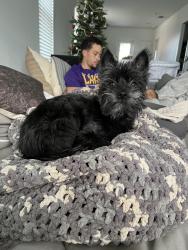 Lost Female Dog last seen Hubbard and 8th street , Jacksonville, FL 32206