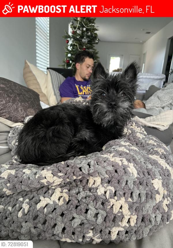 Lost Female Dog last seen Hubbard and 8th street , Jacksonville, FL 32206