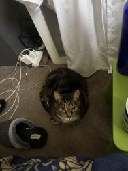 Lost Male Cat last seen Burwood East area , Burwood East, VIC 3151