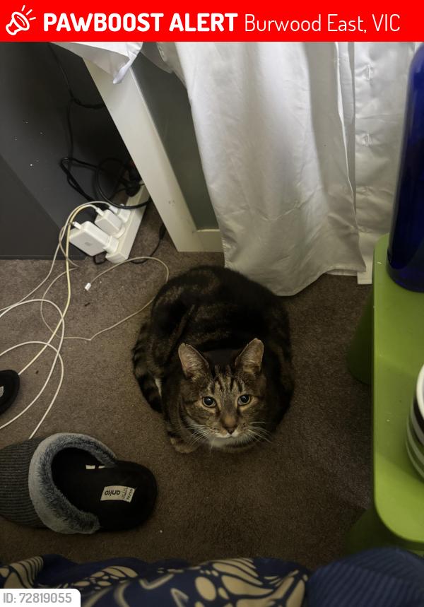 Lost Male Cat last seen Burwood East area, Burwood East, VIC 3151