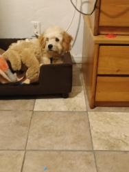 Lost Male Dog last seen On 20th and Central, Los Angeles, CA 90059