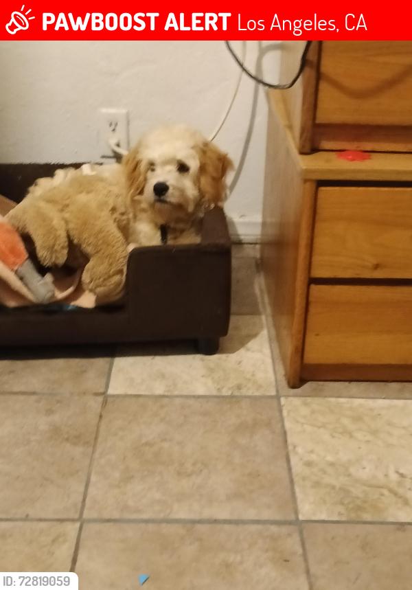 Lost Male Dog last seen On 20th and Central, Los Angeles, CA 90059