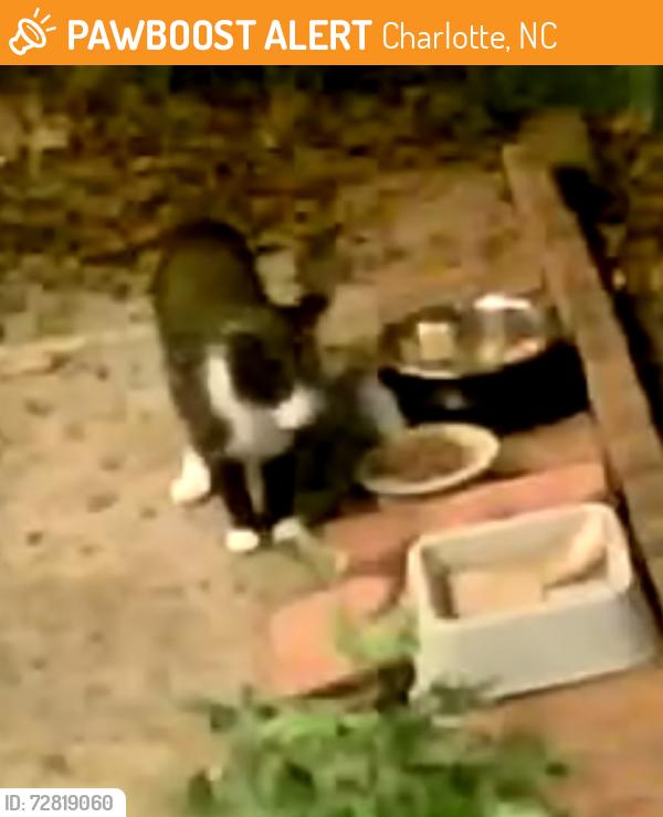 Found/Stray Unknown Cat last seen Providence rd w and lancaster, Charlotte, NC 28277