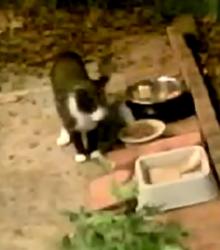 Found/Stray Unknown Cat last seen Providence rd w and lancaster, Charlotte, NC 28277