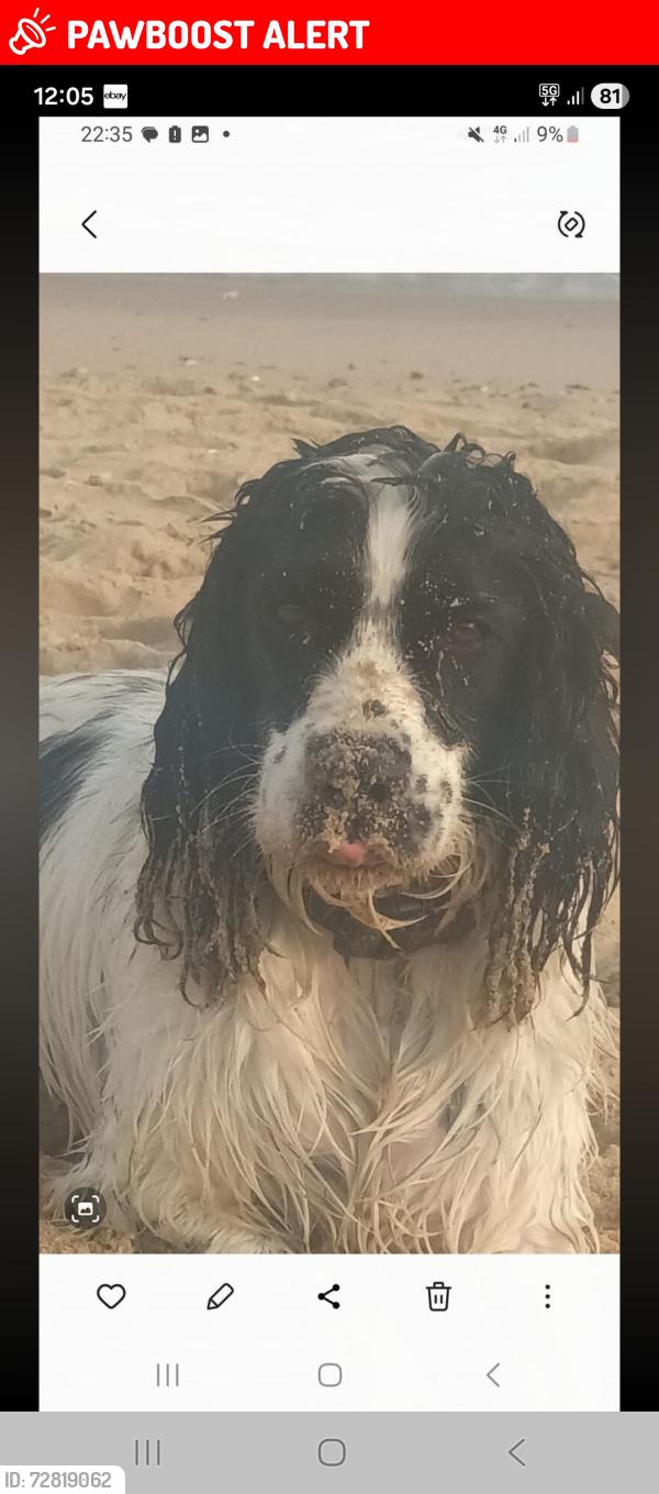 Lost Male Dog last seen Southbourne Overcliff, Bournemouth, Bournemouth, England 