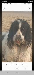 Lost Male Dog last seen Southbourne Overcliff, Bournemouth, Bournemouth, England 