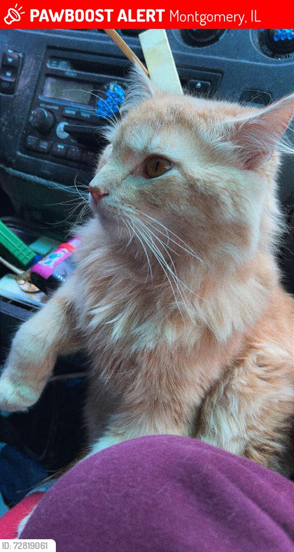 Lost Male Cat last seen Fox point apartments had red collar on, Montgomery, IL 60538
