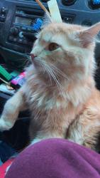 Lost Male Cat last seen Fox point apartments had red collar on, Montgomery, IL 60538