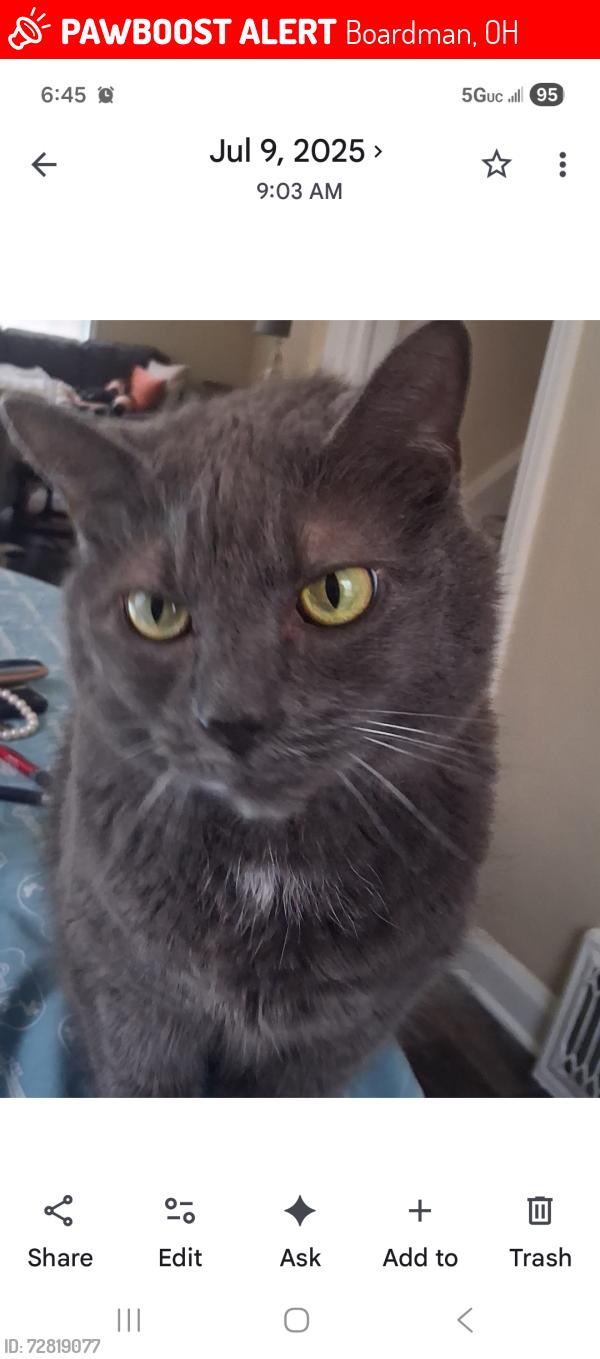Lost Female Cat last seen Market street and Southern blvd, Boardman, OH 44512