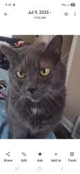 Lost Female Cat last seen Market street and Southern blvd, Boardman, OH 44512