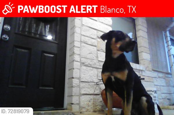 Lost Male Dog last seen Rust Ranch, Blanco, TX 78606
