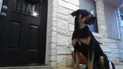Lost Male Dog last seen Rust Ranch, Blanco, TX 78606