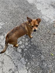 Lost Male Dog last seen Belden and Sacramento, Chicago, IL 60647