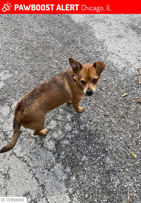 Lost Male Dog last seen Belden and Sacramento, Chicago, IL 60647
