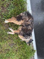 Found/Stray Unknown Dog last seen Lake Kathy Rd. down from Crabtree Dr. , Whitfield County, GA 30755