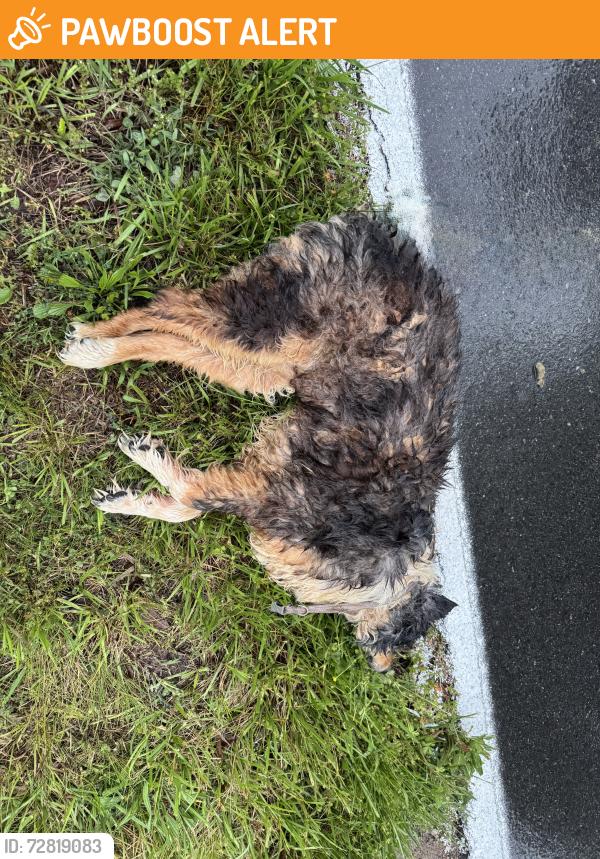 Found/Stray Unknown Dog last seen Lake Kathy Rd. down from Crabtree Dr. , Whitfield County, GA 30755