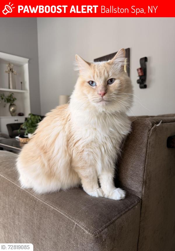 Lost Male Cat last seen Malta Community Center off of Route 9, Ballston Spa, NY 12020