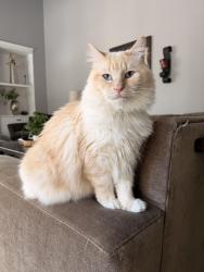 Lost Male Cat last seen Malta Community Center off of Route 9, Ballston Spa, NY 12020