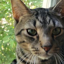 Lost Male Cat last seen Medway Dr and Lowden St, Raleigh, NC 27608
