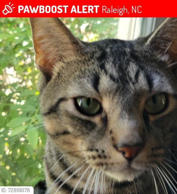 Lost Male Cat last seen Medway Dr and Lowden St, Raleigh, NC 27608