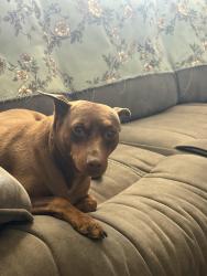 Found/Stray Male Dog last seen PETALUMA ROAD , Victorville, CA 92392