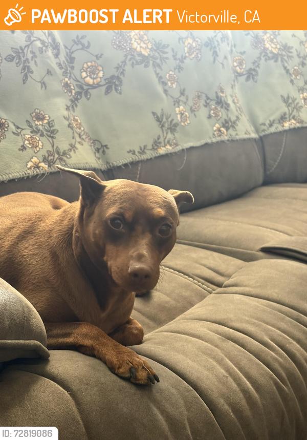 Found/Stray Male Dog last seen PETALUMA ROAD , Victorville, CA 92392